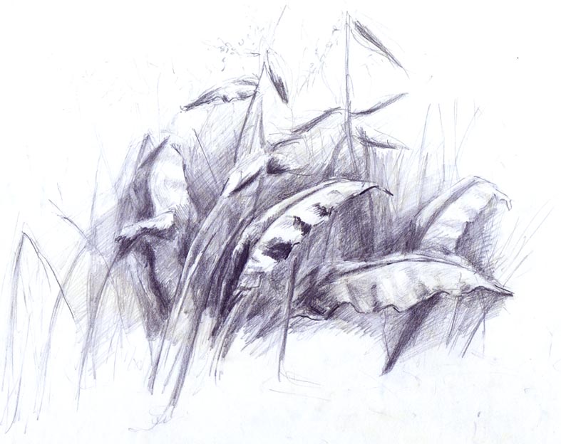 szkic
