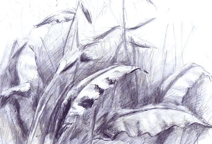 szkic